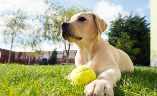 【拉布拉多犬AKC标准】